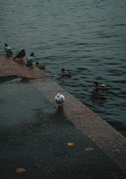 A person standing on a sidewalk next to a pond with ducks and a ball