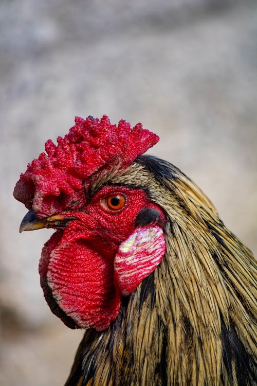 Foto profissional grátis de ave, aves, bico