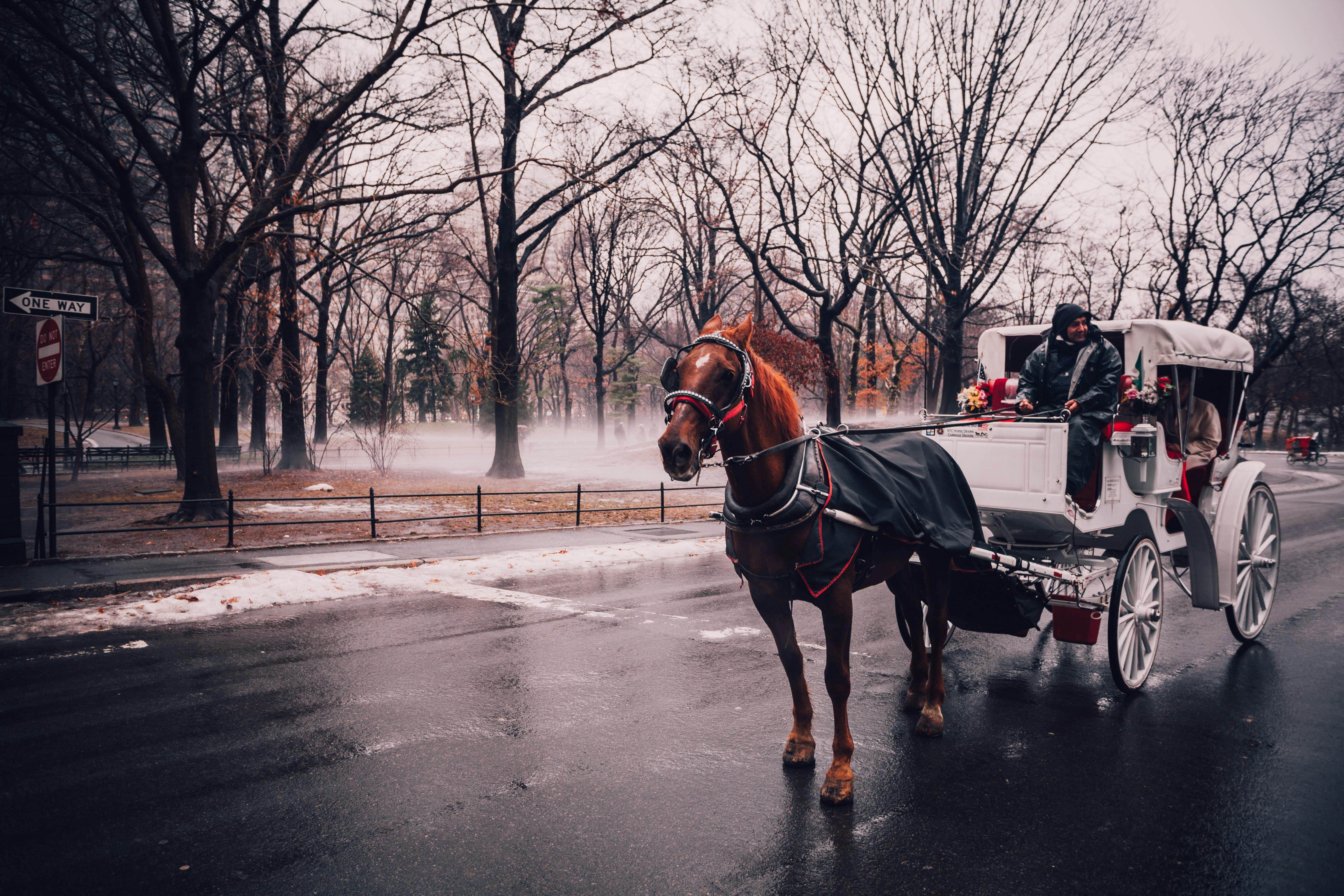 carriage central park city coach