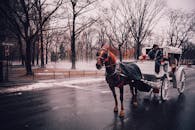 Man Riding White Carriage Pulling by Brown Horse