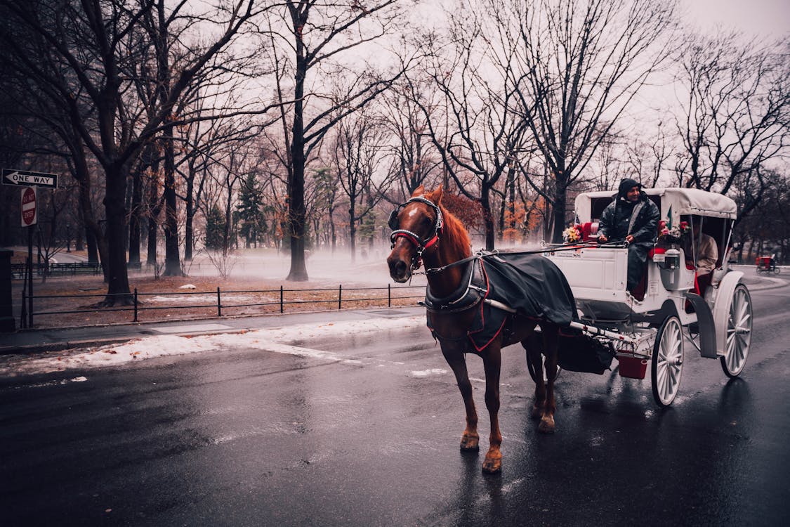 бесплатная Мужчина едет в белой карете, запряженной коричневой лошадью Стоковое фото