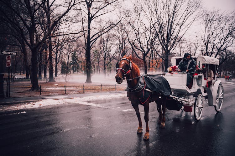 Man Riding White Carriage Pulling By Brown Horse