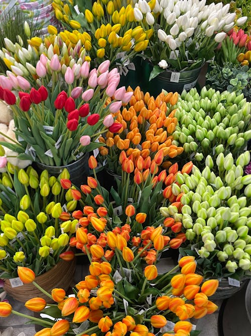 Foto d'estoc gratuïta de botiga, cubs, flors