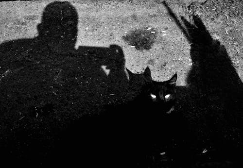 black and white, bnw, cat içeren Ücretsiz stok fotoğraf