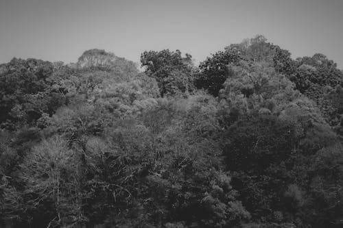 Darmowe zdjęcie z galerii z czarno-biały, drzewa, jesień