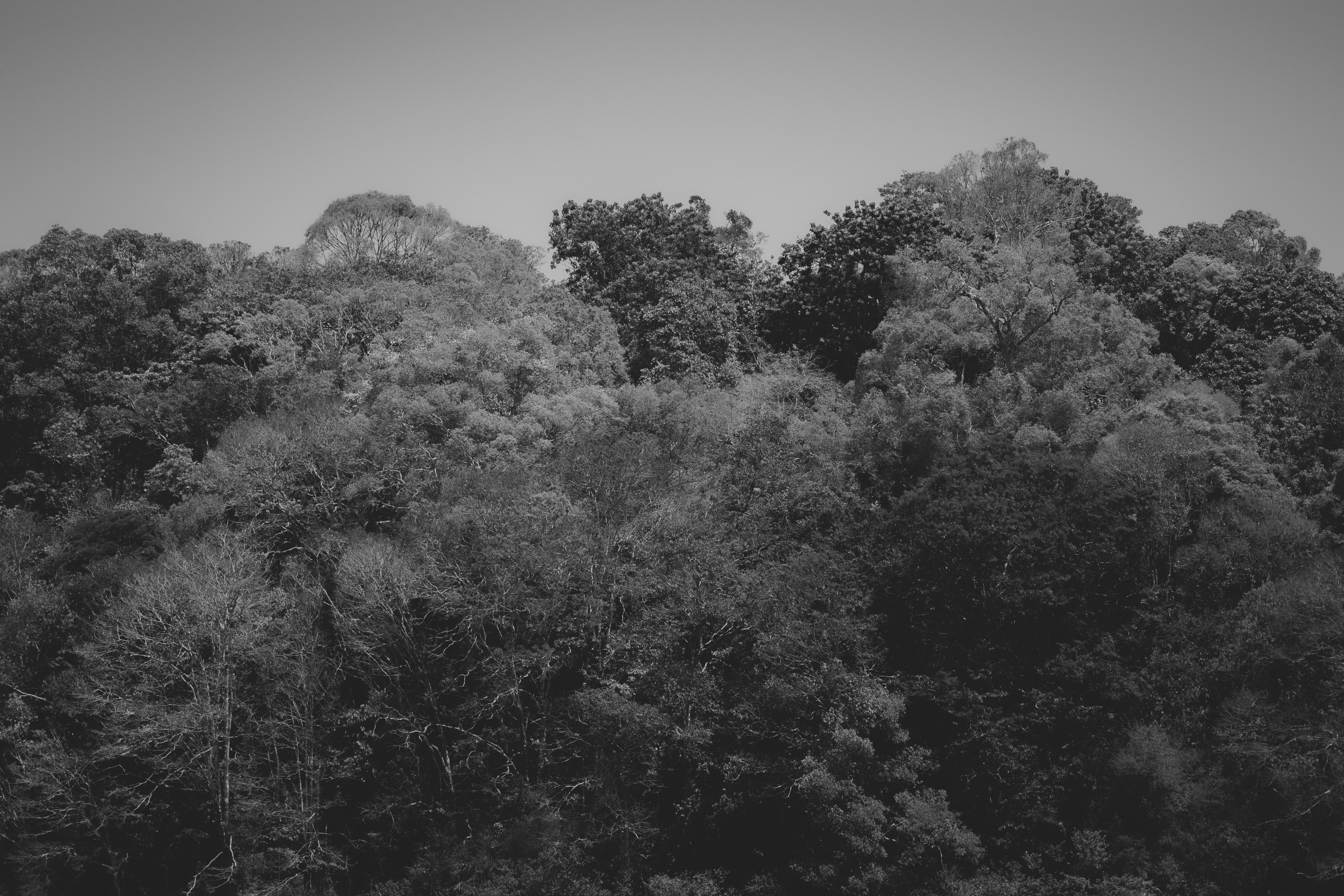 Trees in a Forest in Black and White · Free Stock Photo