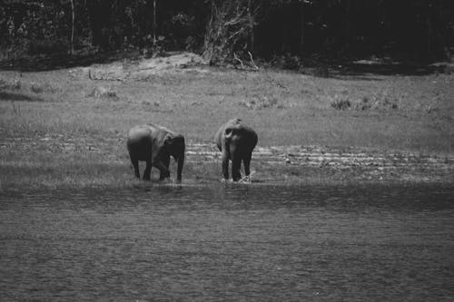大象, 岸邊, 水 的 免费素材图片