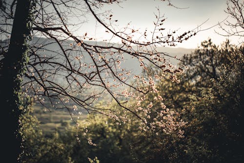 Безкоштовне стокове фото на тему «весна, гілки, дерев’яний»
