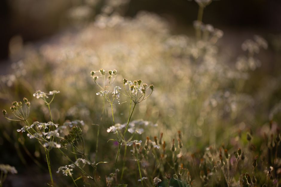 Soft summer meadow in golden light