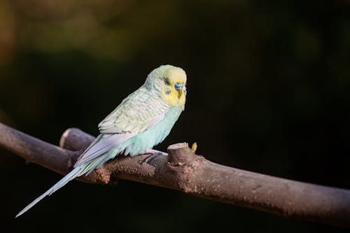 Budgie on the tree