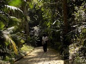 一个女人独自走在阳光明媚的小径上，穿过郁郁葱葱的热带森林，四周绿植环绕