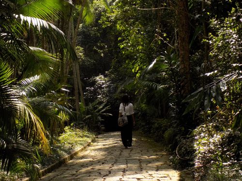 Free A woman walks alone on a sunlit path through a lush tropical forest, surrounded by greenery. Stock Photo