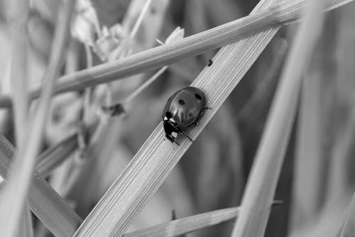 Imagine de stoc gratuită din alb-negru, animal, buburuză