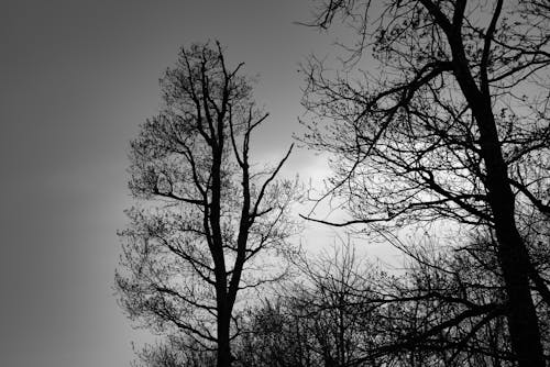 Black and white photo of trees in the woods