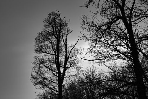 Free A dramatic black and white silhouette of bare trees against the sky in Garešnica, Croatia. Stock Photo