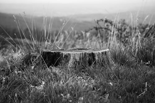 Photos gratuites de abandonné, clairière, coucher de soleil