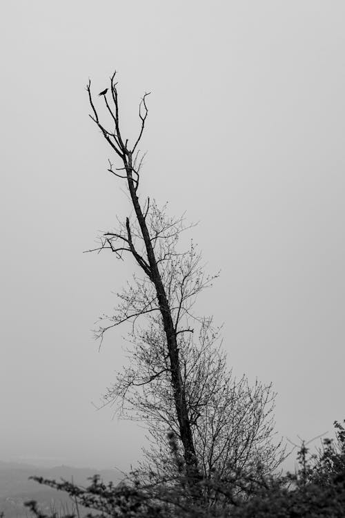 A black and white photo of a tree in the fog