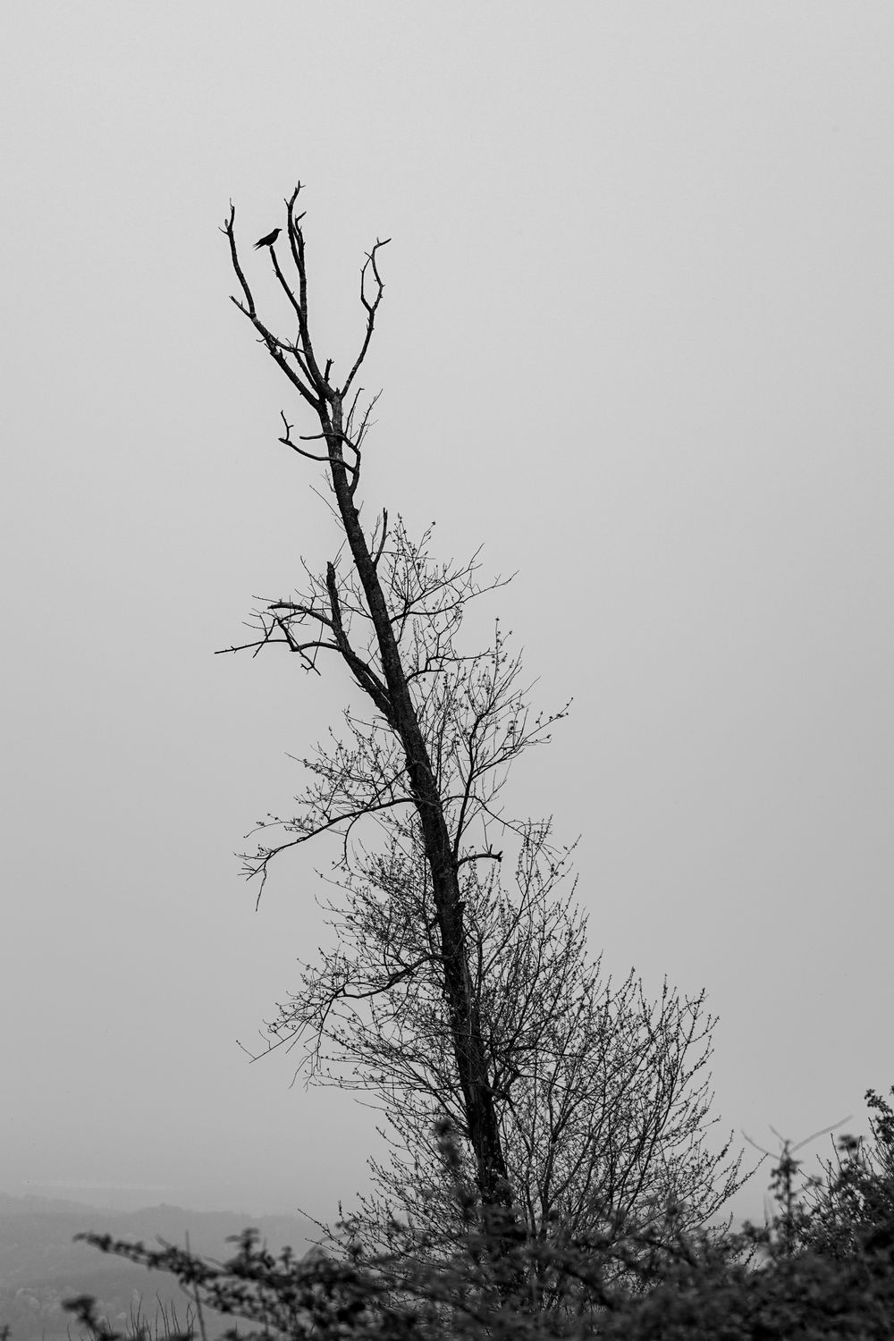Empty Tree Real Empty Tree in Black and White · Free Stock Photo