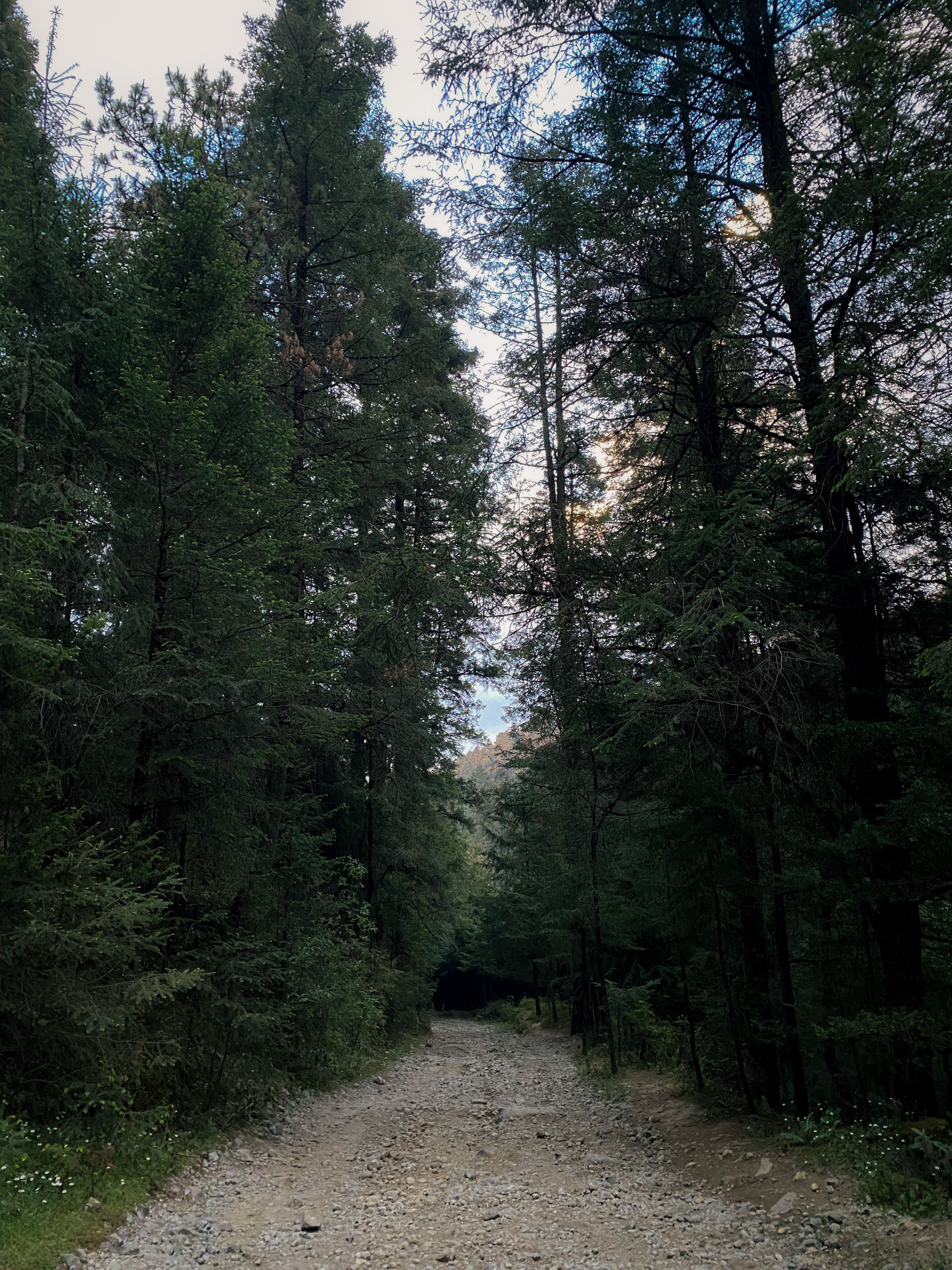 Fotomural Escena natural serena que presenta un sendero forestal bordeado de altos coníferos bajo un cielo suave.
