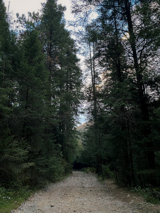 Základová fotografie zdarma na téma cesta, jehličnan, jehličnatý