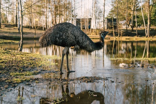 Gratis stockfoto met beest, bomen, h2o