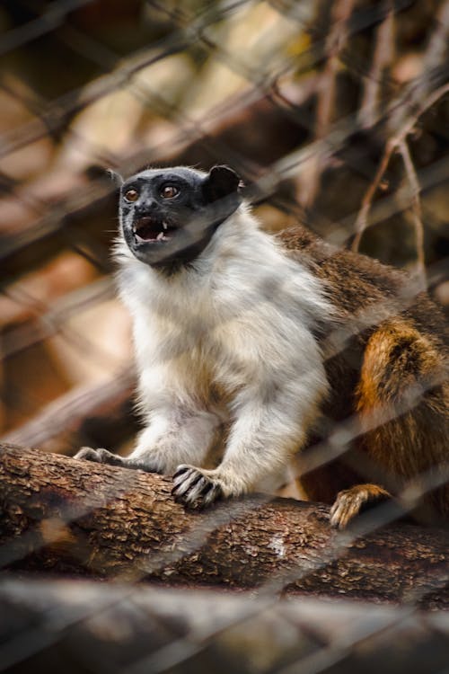 Δωρεάν στοκ φωτογραφιών με macaco, primata, Βραζιλία