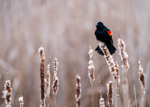 Základová fotografie zdarma na téma hřiště, kos, léto