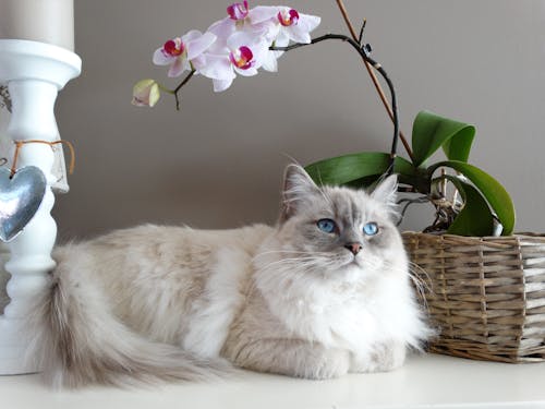 Free Gray and White Maine Coon Cat Beside Brown Wicker Basket Stock Photo