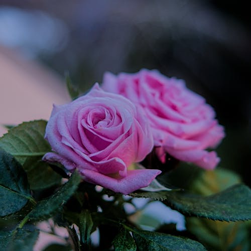 スクエアフォーマット, バラ, ピンクの花の無料の写真素材