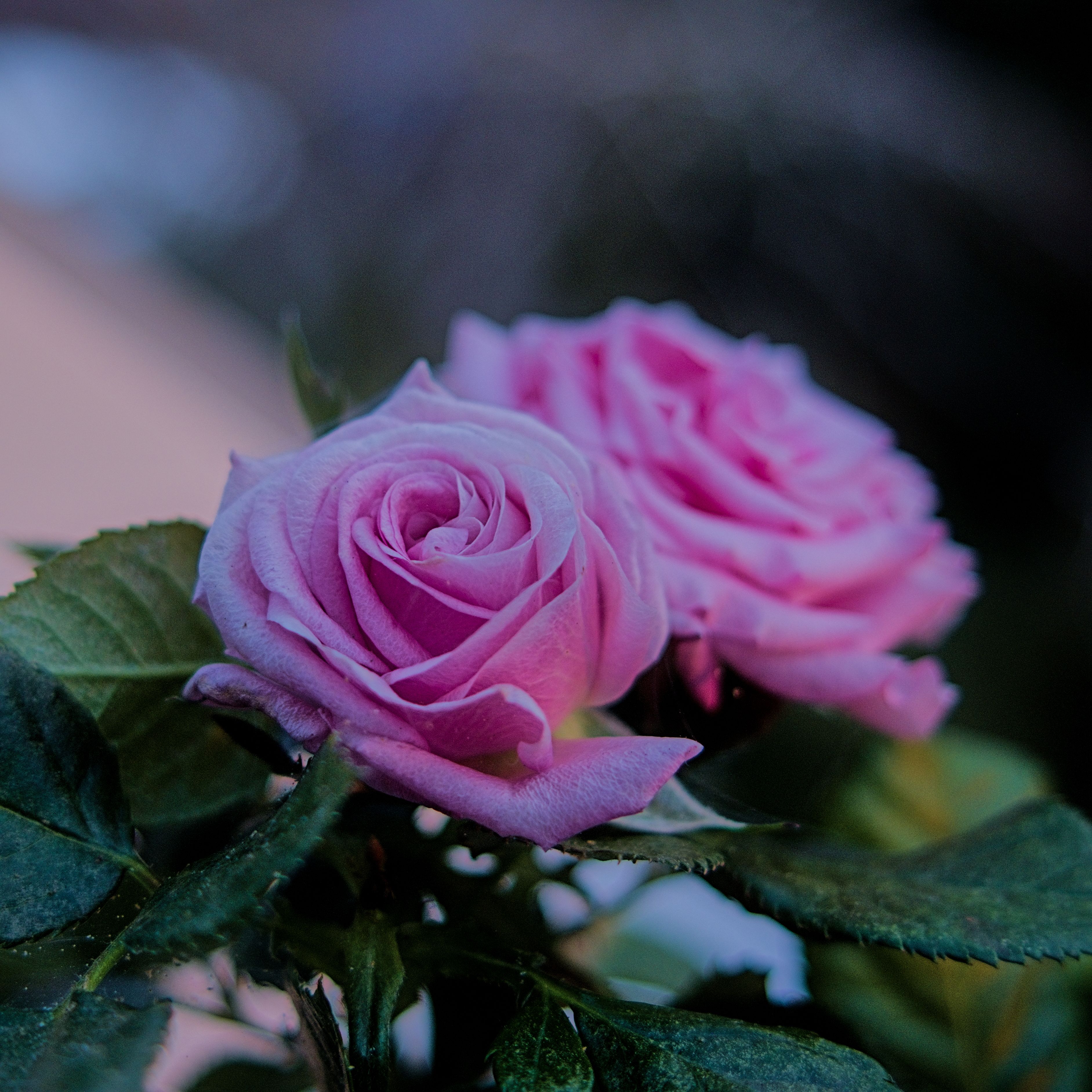 Gratis arkivbilde med blomst nærbilde, blomstedetaljer, blomsterplante Arkivbilde