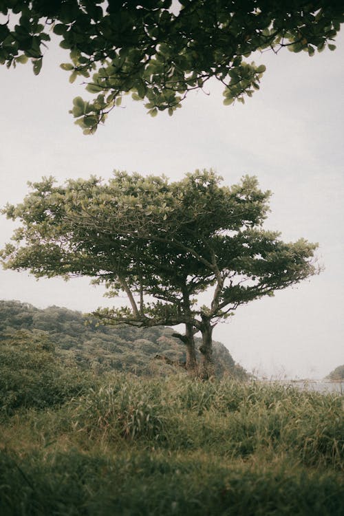 Photos gratuites de arbres, buissons, colline