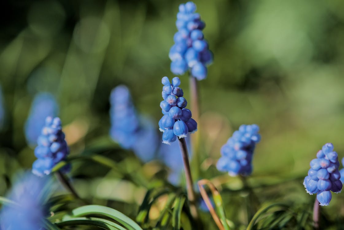 Close-up of Grape Hyacinths in Sunlight 