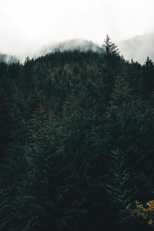 Free Foggy morning view of a dense pine forest in Jasper, Alberta, Canada. Stock Photo