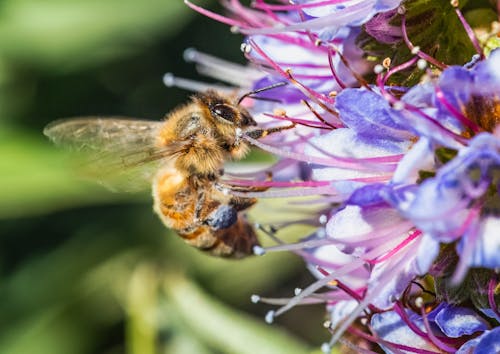 A bee is flying over a flower with purple and blue flowers