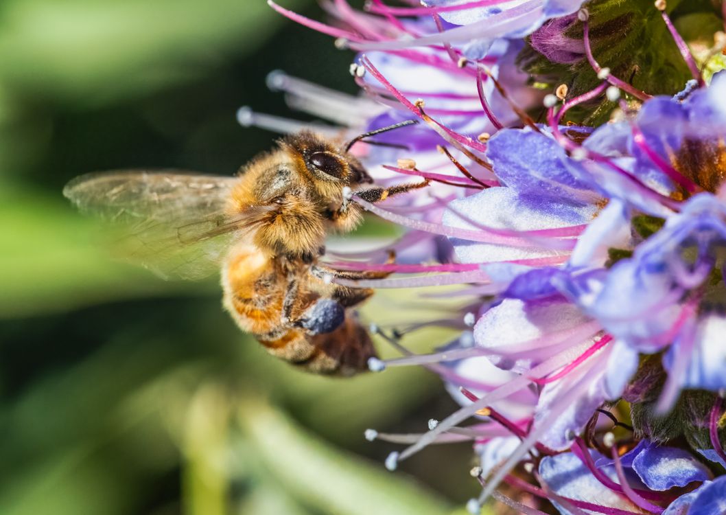 The Importance of Pollinators: How Bees and Butterflies Sustain Our ...