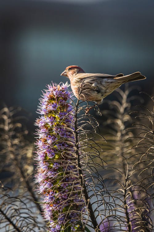A bird is perched on a flower with a plant in the background
