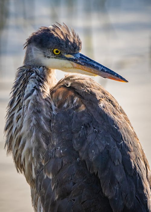 Ảnh lưu trữ miễn phí về ardea herodias, bắn dọc, cận cảnh