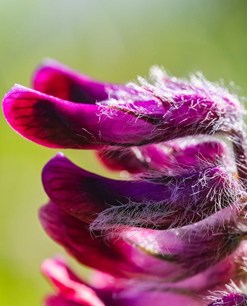 Hairy Flower of Purple Vetch