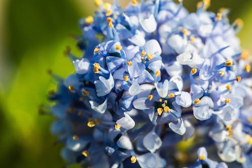 Kostenloses Stock Foto zu blauen blüten, blühen, blütenstand