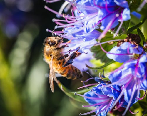 Безкоштовне стокове фото на тему «Бджола, Вибірковий фокус, впритул»
