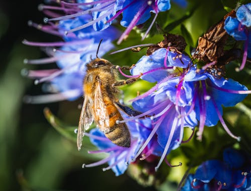 A bee is on a blue flower with a green background