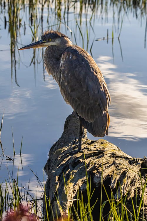 ardea herodias, ayakta, büyük mavi balıkçıl içeren Ücretsiz stok fotoğraf