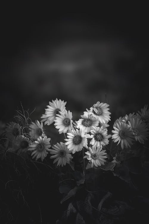 Free stock photo of black and white, flowers