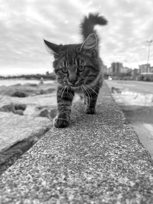A walking cat :)