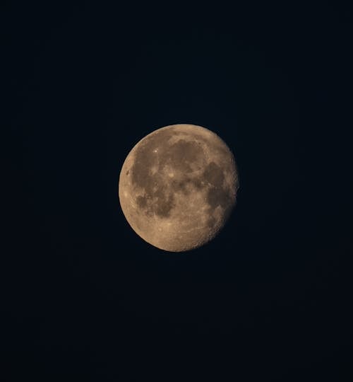 Gratis stockfoto met afrikaanse dieren in het wild, apollo, astrologie