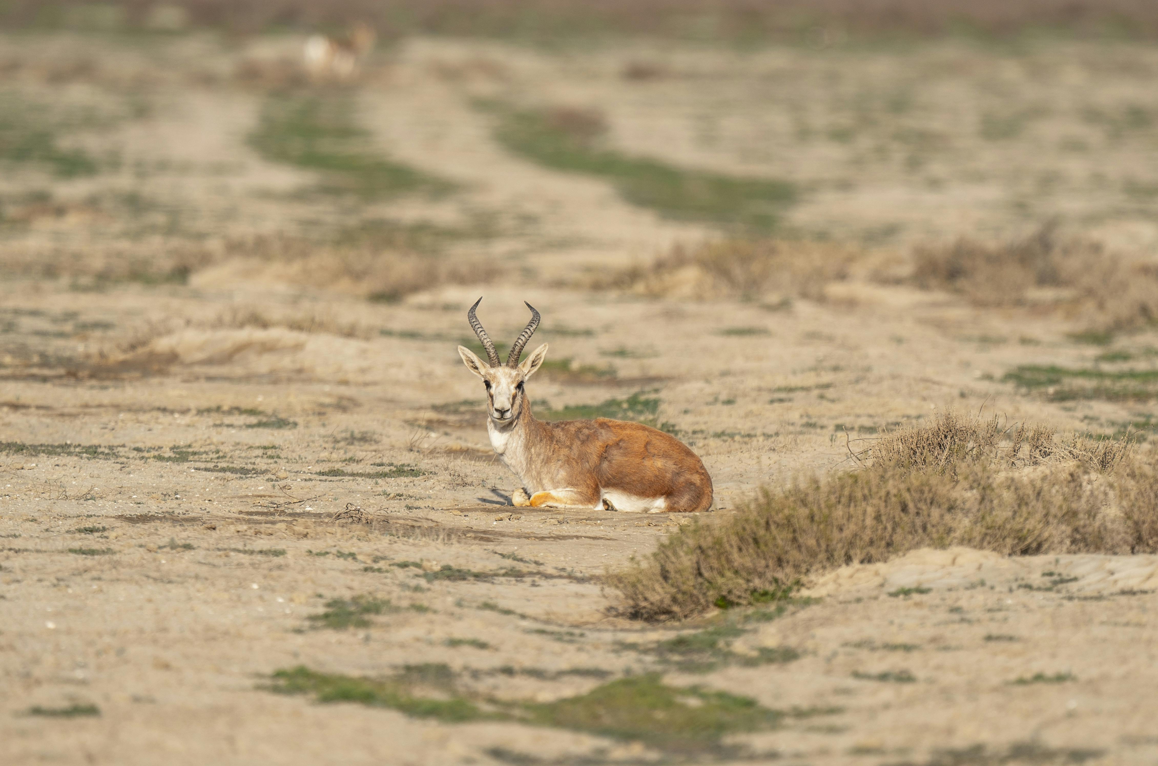 A Springbok Lying on the Ground · Free Stock Photo