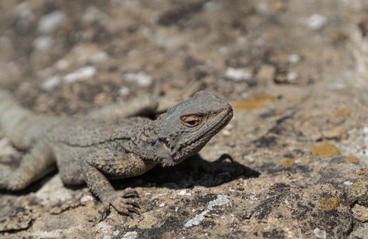 Close-up of an Asian rock agama lizard basking on a sunlit rock in a natural setting.