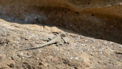 Foto d'estoc gratuïta de animal, desert, fotografia de la vida salvatge