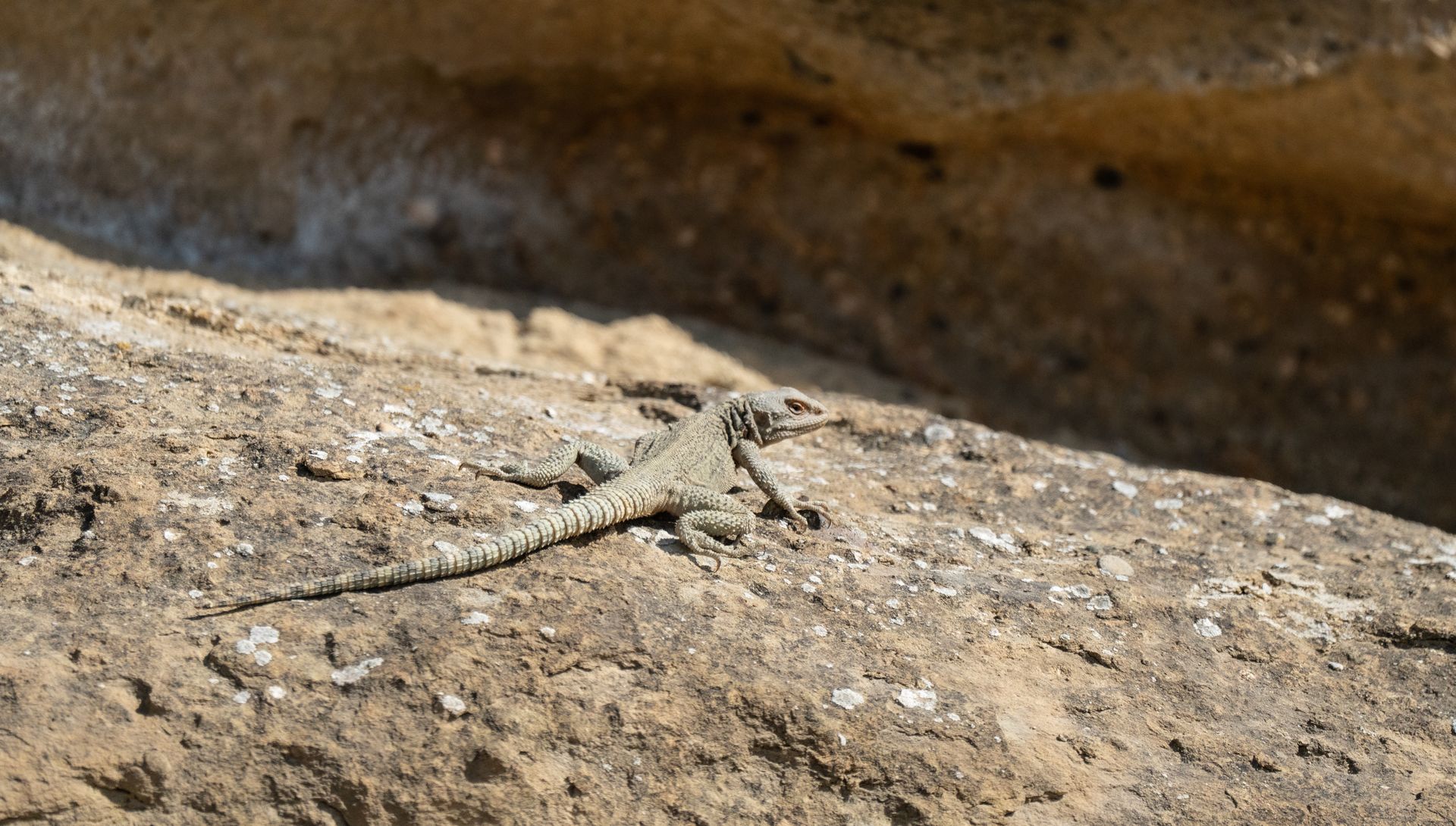 Close-up of a lizard basking on a sunlit rock in a desert setting.