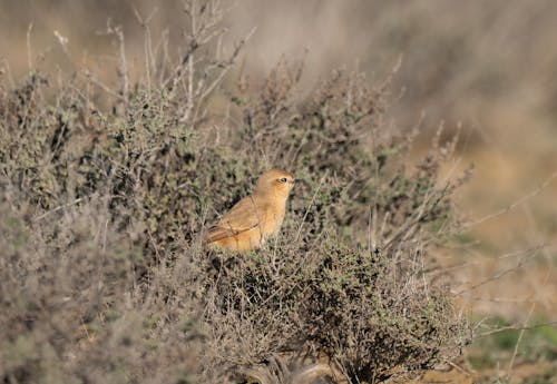 Gratis stockfoto met beest, detailopname, isabelline tapuit